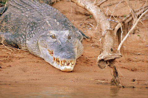 Mount Nancar Wilderness Retreat - Holiday Find 4