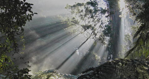 Eastern Dandenong Ranges Visitor Information Centre - Holiday Find 5