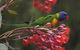 Eastern Dandenong Ranges Visitor Information Centre - thumb 16