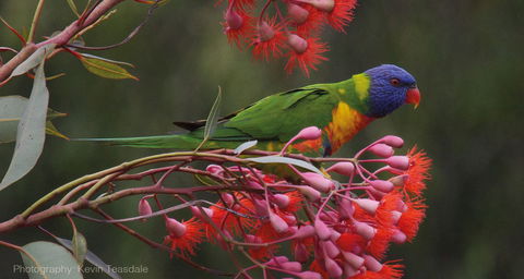 Eastern Dandenong Ranges Visitor Information Centre - Holiday Find 16