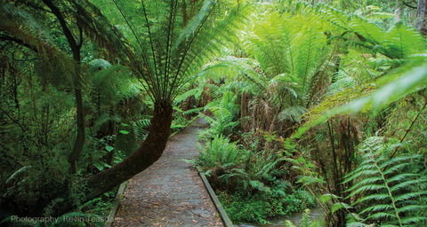 Eastern Dandenong Ranges Visitor Information Centre - Holiday Find 17