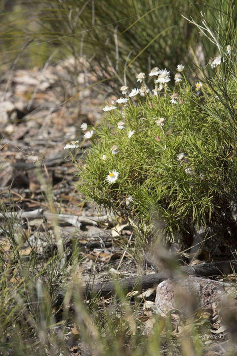 Kroombit Tops National Park Camping Ground - Holiday Find 1