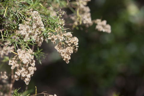 Kroombit Tops National Park Camping Ground - Holiday Find 2
