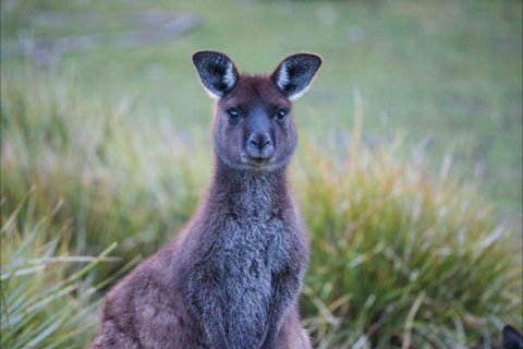 Postmans Cottage - Flinders Chase National Park - Holiday Find 4
