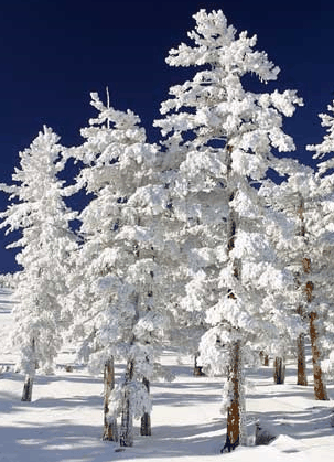 Mt Buller Apartment Management Services - Holiday Find