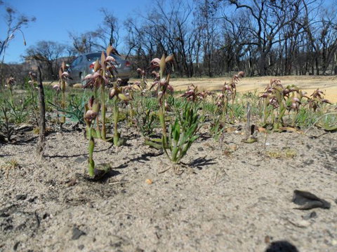 Mount Zero Log Cabins - Holiday Find 2
