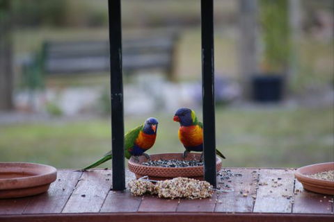 BellbirdHill Bed And Breakfast - Holiday Find 9