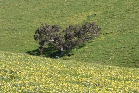 Morella Farm Stay - Holiday Find 9