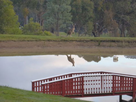 The Black Sparrow - Holiday Find 3