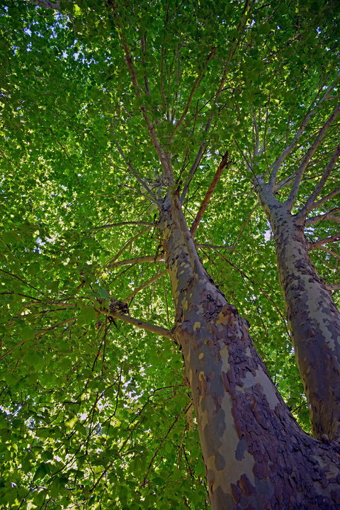 Ardern's Caravan Park Myrtleford - Holiday Find 2