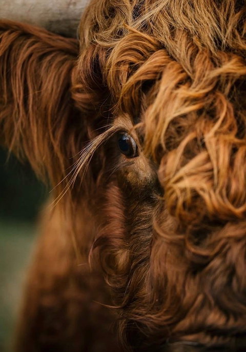 Eden Orchard And Farmstay - Holiday Find 1