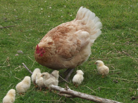 Eden Orchard And Farmstay - Holiday Find 5