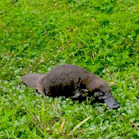 Eden Orchard And Farmstay - Holiday Find 7