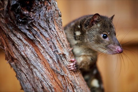 Great Ocean Ecolodge - Holiday Find 4