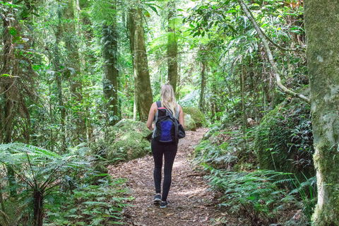 O'Reilly's Rainforest Retreat - Holiday Find 5