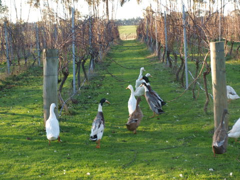 Pierrepoint Wines Bed & Breakfast - Holiday Find 2