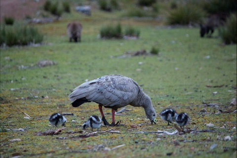 Mays Homestead - Flinders Chase National Park - Holiday Find 1