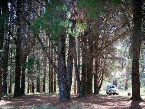 The Pines Campground - Holiday Find 1