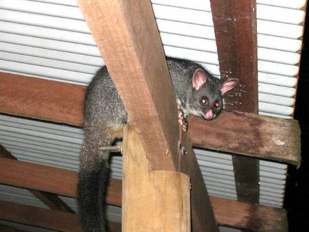 Pemberton  Forrest Cottages  - Holiday Find 0