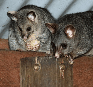 Pemberton  Forrest Cottages  - Holiday Find 4