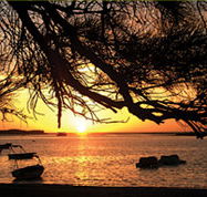 Pelican's Nest