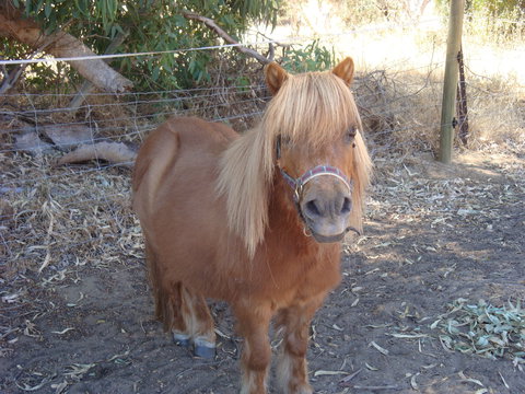 Bindoon's Windmill Farm - Holiday Find 1