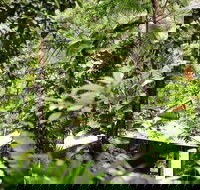 Daintree Ecolodge - Holiday Find