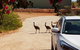 Ningaloo Bed And Breakfast - thumb 1