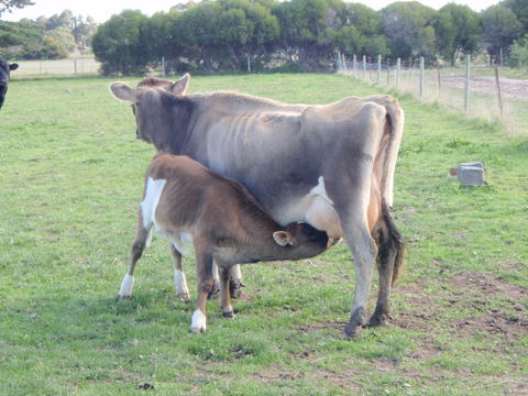 Animal Land Farm Stay - Holiday Find 2