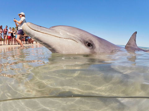 RAC Monkey Mia Dolphin Resort - Holiday Find 2