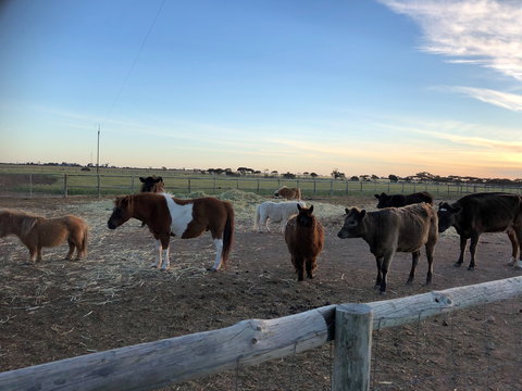 Tarnasey Farm - Pa's Place - Holiday Find 1