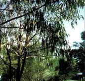 Mallacootas Shady Gully Caravan Park