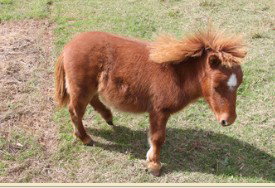 Adriana's Bed & Breakfast Country Retreat - Holiday Find 2