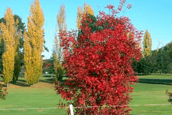 Tenterfield Golf Club Fairways Lodge - Holiday Find 2