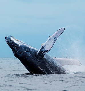 The Castlereagh 4 - Holiday Find 5