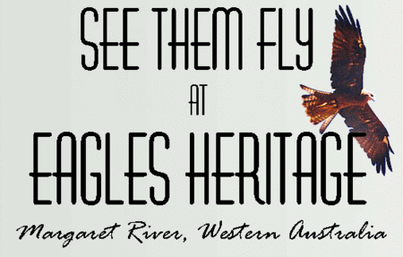 Eagles Heritage Raptor Wildlife Centre - Holiday Find