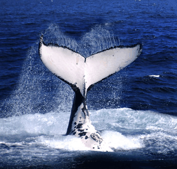 Brisbane Whale Watching - Holiday Find
