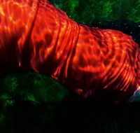 Dark Horse Experiment - Holiday Find