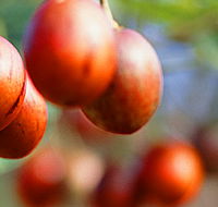 Tropical Fruit World - Holiday Find