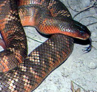 Armadale Reptile  Wildlife Centre - Holiday Find