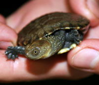 Perth Zoo - Holiday Find 1