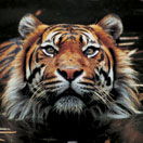 Perth Zoo - Holiday Find 2