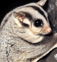 Perth Zoo - Holiday Find 3