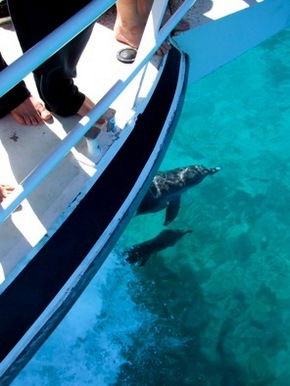 Pelican Charters - Holiday Find 0