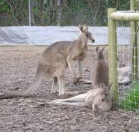 Jirrahlinga Koala  Wildlife Sanctuary - Holiday Find