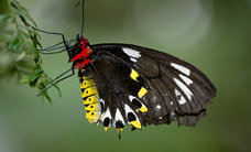 Melbourne Zoo - Holiday Find 2