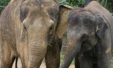 Melbourne Zoo - Holiday Find 3