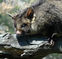 Moonlit Sanctuary Wildlife Conservation Park - Holiday Find