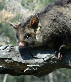 Moonlit Sanctuary Wildlife Conservation Park - Holiday Find 0