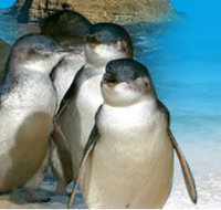 Phillip Island Penguin Parade - Holiday Find